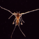 Illustration for article titled Screwed by evolution: Pontomyia, the flightless marine midge
